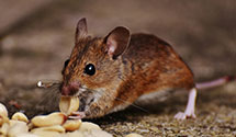 24 Hour & Emergency Exterminators in Davenport, IA
